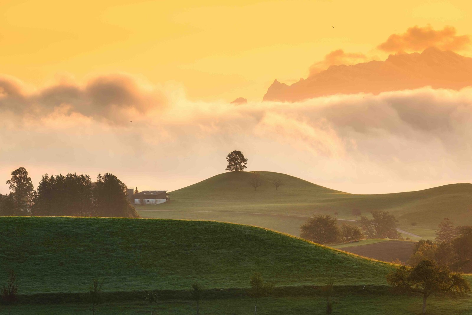 Sunrise over hilly landscape with lonely tree in peaceful village at Hirzel, Switzerland